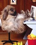 pic for computer rabbit